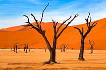 Deadvlei with dead Camel thorn trees, Namib-Naukluft National Park, Namib Desert, Namibia