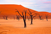 Deadvlei with dead Camel thorn trees (Vachellia erioloba), Namib-Naukluft National Park, Namib Desert, Namibia