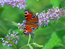 Peacock butterfly (Inachis io) buddleia in garden. England, UK.