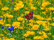 Peacock butterflies (Inachis io) feeding on corn marigolds (Glebionis segetum) on agricultural headland. England, UK.