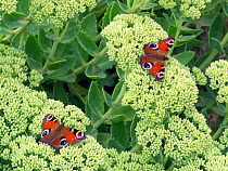 Peacock butterflies (Inachis io) resting on Ice plant (Sedum spectabile) England, UK.
