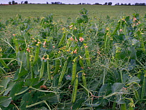 Pea pods (Pisum sativum) in field, ready to be harvested. England, UK.
