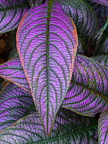 Persian shield plant / Royal purple plant (Strobilanthes dyeriana) leaf in garden. England, UK.