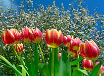 Cultivated tulips (Tulipa) with Apple blossom (Malus domestica) in background. April. England, UK.
