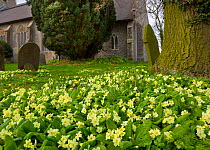 Primroses (Primula vulgaris) growing in graveyard, Norfolk, England, UK, March.