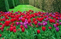 Cultivated tulips (Tulipa) red and purple flowered varieties in garden. England, UK.