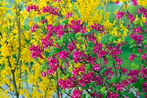 Flowering Red currant (Ribes sanguineum) and Forsythia (Forsythia  intermedia) in garden,  England, UK.