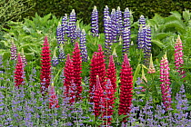 Red Lupin 'My Castle' (Lupinus) with Blue Lupin 'The Governor' behind and  Catmint (Nepeta) in garden. Norfolk, England, UK, May.