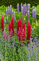Red Lupin 'My Castle' (Lupinus) with Blue Lupin 'The Governor' behind and  Catmint (Nepeta) in garden. Norfolk, England, UK, May.