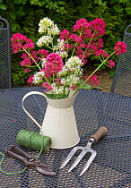 Red valerian flowers (Centranyhus ruber) in jug and and garden tools on table. England, UK.