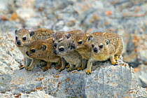 Rock hyrax (Procavia capensis) family on rock, Namibia.
