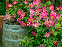 Garden Rose (Rosa gallica) 'Complicata' and garden water barrel England, UK.