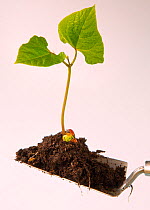 Runner bean (Phaseolus coccineus)  seedling ready to be planted out in garden. Norfolk, England, UK. May.