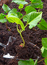 Runner bean (Phaseolus coccineus)  seedling ready to be planted in garden. Norfolk, England, UK. May.