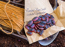 Runner bean (Phaseolus coccineus) seeds ready for planting. England, UK.