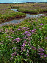 Sea lavender (Limonium vulgare) Morston Marshes, Norfolk, UK, July.