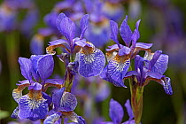 Siberian Iris (Iris sibirica) in flower in garden. England, UK.