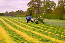Cutting grass for silage with cutter pulled by tractor, Norfolk, England, UK, May.