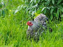 Silver-laced wyandotte chicken, free range in garden. England, UK.