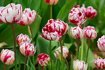 Tulip 'Carnaval de Nice' growing in garden border. England, UK.