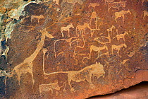 Ancient rock carvings of animals Twyfelfontein UNESCO World Heritage Site, Kunene Region, north-western Namibia. March 2017. One of the largest concentrations of rock petroglyphs in Africa