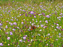 Small tortoiseshell butterfly (Aglais urticae) feeding on Scabious (Knautia arvensis)  flowers, in hay meadow Wensum Valley, Norfolk, England, UK. July.