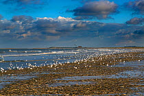 Large group of wading birds and gulls feeding along the tideline on razor shells, Titchwell, Norfolk, England, UK. November.