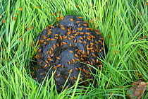 Common yellow dung fly (Scatophaga stercoraria) group mating on animal dung. England, UK.