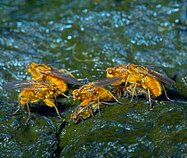 Common yellow dung fly (Scatophaga stercoraria)  mating on dung. England, UK.