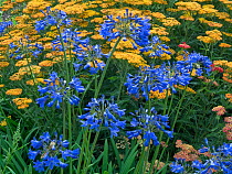 Cultivated Achillea ' Terra cotta' in flower with Agapanthus 'Colbolt blue' in garden,  England, UK.
