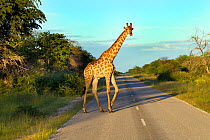 Angolan giraffe (Giraffa giraffa angolensis) on road, northern Namibia.