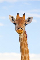 Angolan giraffe (Giraffa camelopardalis angolensis) northern Namibia.