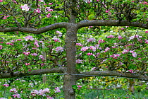 Apple trees (Malus domestica) fan trained or espalier style along garden border. England, UK. May.