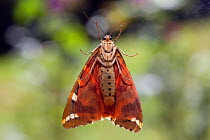 Jersey tiger moth (Euplagia quadripunctaria), Sark, British Channel Islands, July.