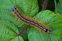 Lackey moth caterpillar (Malacosoma neustria), Sark, British Channel Islands, May.