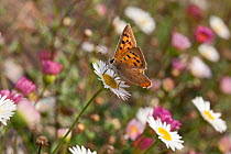 Small copper butterfly (Lycaena phlaeus), Sark, Biritsh Channel Islands, August.