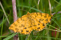 Speckeld yellow moth (Psedopanthera macularia), Sark, Biritish Channel Islands, May.