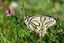 Swallowtail butterfy (Papilio machaon), Sark, British Channel Islands, July.