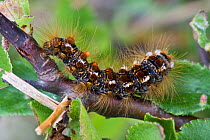 Brown-tail tussock moth caterpillar (Euproctis chrysorrhoea), Sark, British Channel Islands, May.