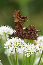 Comma Butterfly (Polygonia c-album), Jersey, British Channel Island, May.