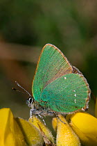 Green hairstreak butterfly (Callophrys rubi), Sark, British Channel Islands, April.