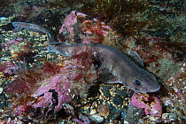 Smallspotted catshark (Scyliorhinus canicula) Isle of Man, July.
