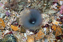 Eye lash worm (Myxicola infundibulum) Les Ecrehous, Jersey, British Channel Islands, June.