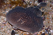 Marbled electric ray (Torpedo marmorata) Les Ecrehous, Jersey, British Channel Islands, June.