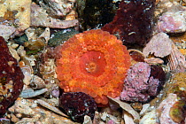 Imperial anemone (Capnea sanguinea) Les Ecrehous, Jersey, British Channel Islands, June.