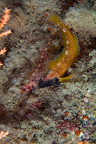 Black faced blenny (Tripterygion delaisi)  female and male  Sark, British Channel Islands, July.