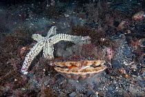 Spiny Starfish (Marthasterias glacialis) preying on Scallop (Pecten maximus) Isle of Man, July.