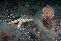 Scallop (Pecten maximus) escaping from Spiny Starfish (Marthasterias glacialis) Isle of Man, July.