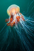 Lion's mane jellyfish (Cyanea capillata) Isle of Man, July.