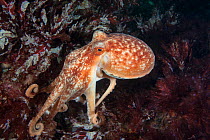 Common octopus (Octopus vulgaris) Isle of Man, July 2015